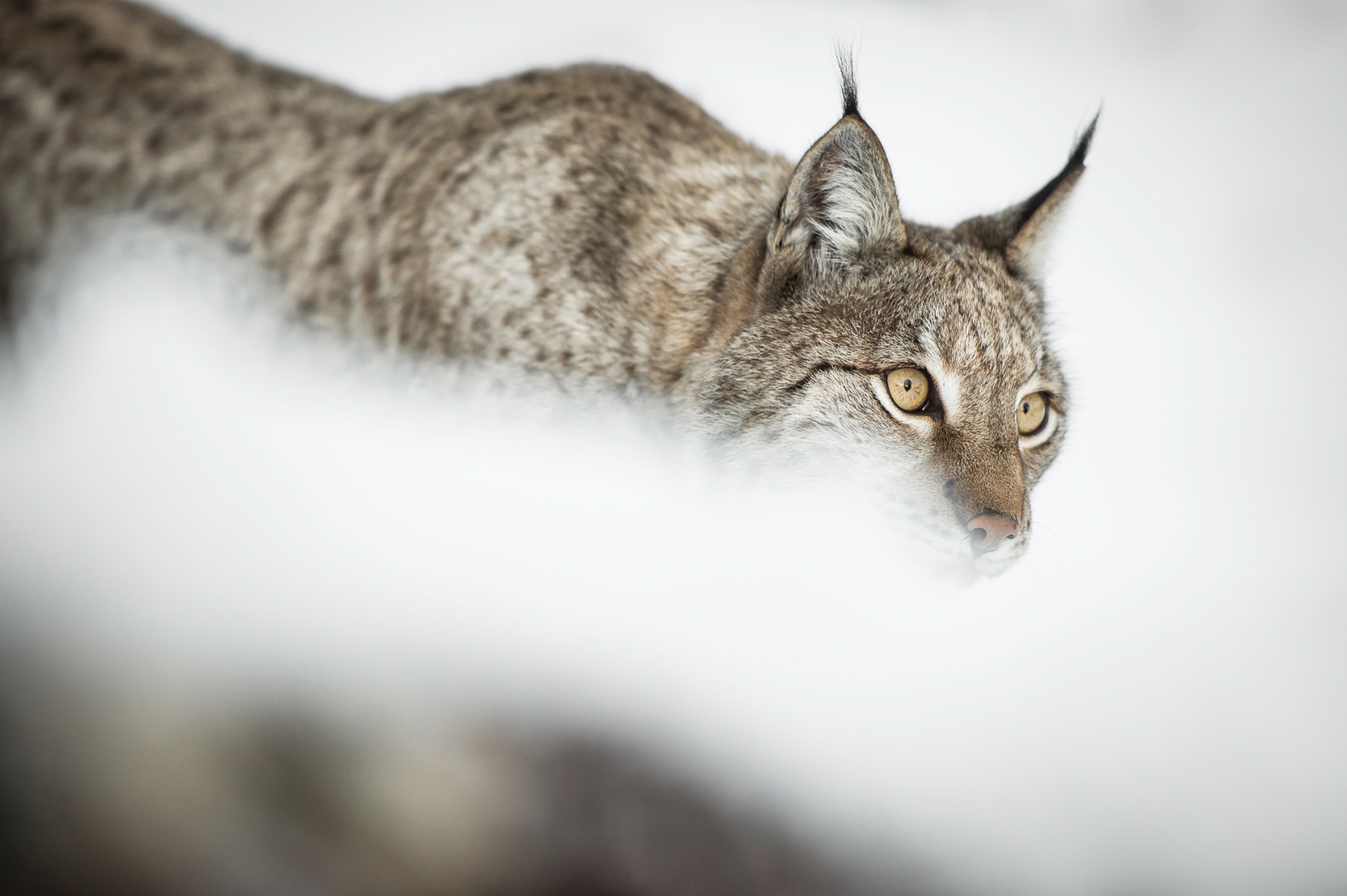 Lynx dans la neige