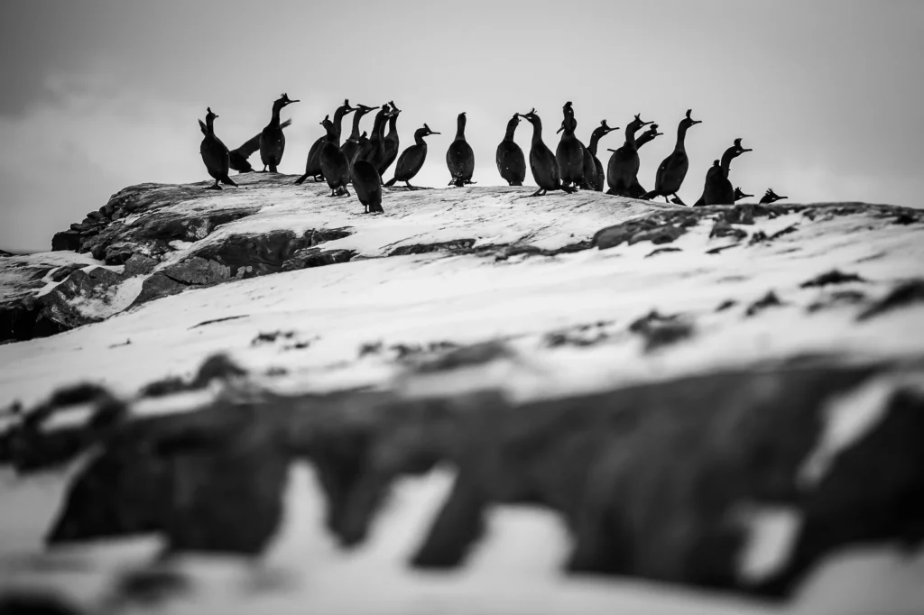 Cormorans posés sur la neige au bord du fjord