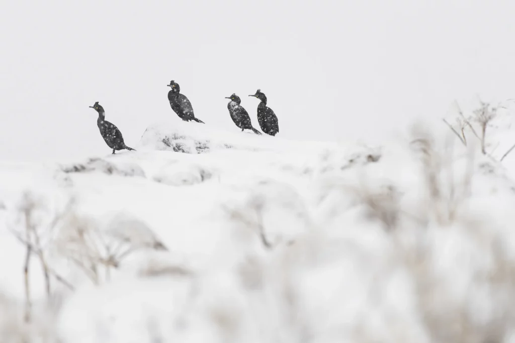 Cormorans sur la neige