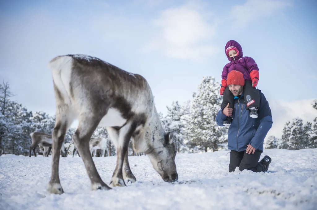Renne cherchant sa nourriture sous la neige