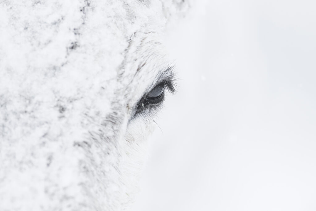 Animal du Grand Nord dans la neige