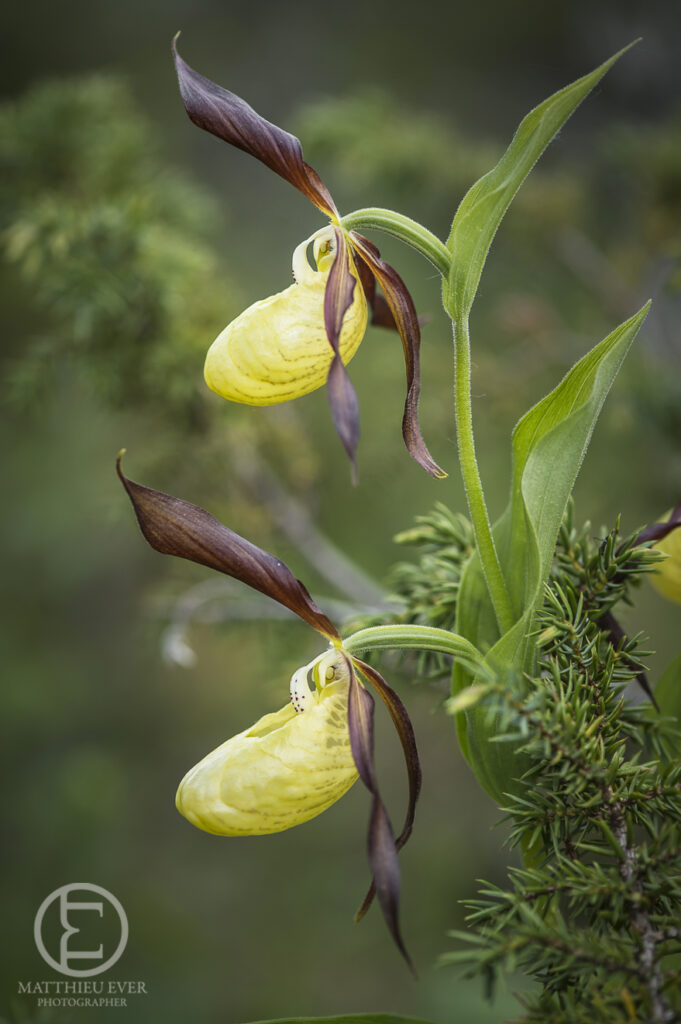 Orchidée sabot de Vénus