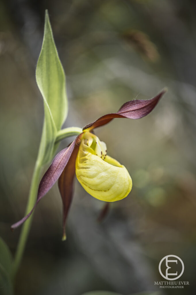 Orchidée sabot de Vénus en été