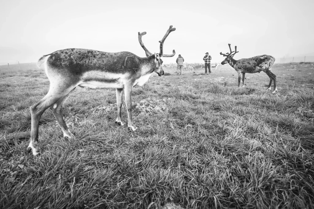 Renne dans la toundra en été