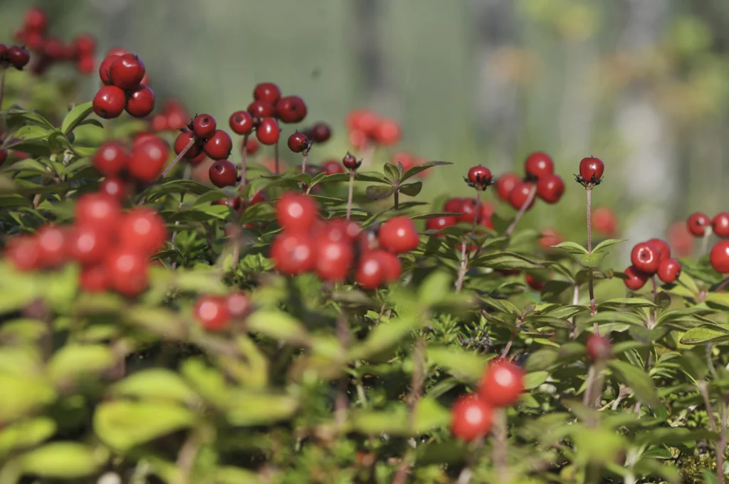 Airelles rouges mûres